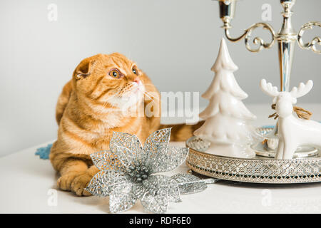 Scottish Fold red cat with candlestick Stock Photo