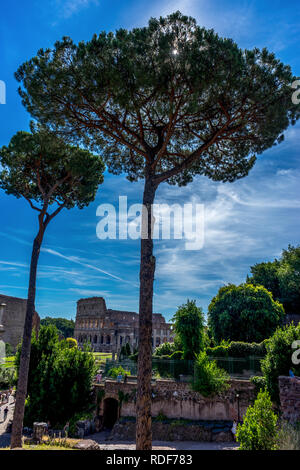 Italy, Rome, Roman Forum, a tree in front of  the colosseum Stock Photo