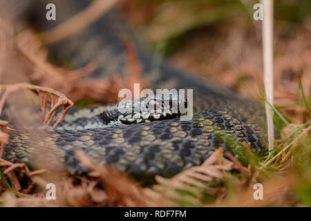 A beautiful Male Adder laid coiled in the late afternoon Autumn sun. The snake although venomous is calm and not aggressive. Stock Photo