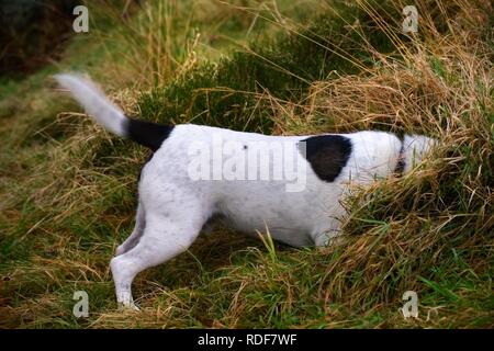 White and black cross terrier type dog wagging tail whilst enthusiastically sniffing, head inside a clump of grass in a field outdoors Stock Photo