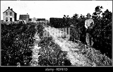 . Dry-farming : a system of agriculture for countries under a low rainfall . Dry farming. EAISING THE WATER 343 Lovett, and Scott, who worked under New Mexico conditions, have reported that crops can be produced profitably by the use of water raised to the surface for irrigation. Fleming and Stoneking, who conducted very careful experiments on the subject in New Mexico, found that the cost of raising through one foot a quantity of water corresponding to a depth of one. Fig. 94. Dry-farm vegetable garden. Dawson Co., Montana. foot over one acre of land varied from a cent and an eighth to nearly Stock Photo