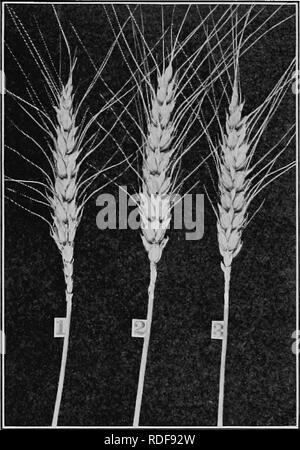 Field Crops For The Cotton Belt Agriculture 318 Field Crops For The Cotton Belt Classification Of