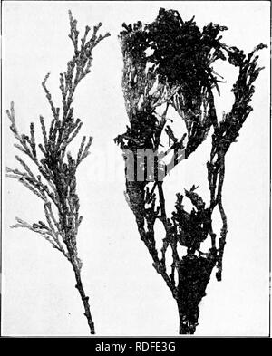 . Manual of tree diseases . Trees. CEDAR DISEASES 131 by a ground fire. The same disease affects similarly spruce, fir, juniper, arbor-vitse and hemlock. It is described under spruce diseases, on page 317.. Fig. 16. — Brown felt-blight on inceusa cedar. Eastern Witches'-Bkoom Caused by Gymnosporangium myricaium (Schw.) Fromme Witches'-brooms are found on white cedar along the At- lantic Coast from Massachusetts to Delaware and in northern Florida and southern Alabama. The witches'-broom and branch-swelling diseases, both caused by similar rust-fungi,. Please note that these images are extracte Stock Photo