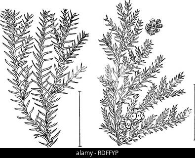 . Ornamental shrubs of the United States (hardy, cultivated). Shrubs. 328 DESCRIPTIONS OF THE SHRUBS an arrangement that is called 2-ranked. The cones are short, under 1 inch, pendulous with smooth scales, found at the tips of the branches. Of the Common Hemlock—Tsuga canadensis,—Sargent's Weeping Hemlock (587) — var. Sargentiana, or S&amp;rgenti pfendula — rarely grows over 3 feet high and has short drooping hranchlets forming a dense flat-topped mass of foliage; Dwarf Hemlock — nS,na— is a dwarf with spreading branches and short branchlets forming a depressed shrub under 3 feet high. There i Stock Photo