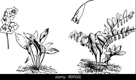 . Langstroth on the hive and honey-bee. Bees. Fig. 180. HYACINTH. (Prom Vilmorin-Andrieux.) harvest of inferior honey, so thick that it is impossible to extract it. Blueberry, Sour Wood, Laurel, Clethra alnifolia,. '-^i£rg*s Fig. 181. LILY OP THE VALLEY. Fig. 182. SOLOMON'S SEAL. Cowberry, Huckleberi-y, Whortleberry, Gaultheria procum- bens, or Creeping wintergreen,— which is indicated, by some. Please note that these images are extracted from scanned page images that may have been digitally enhanced for readability - coloration and appearance of these illustrations may not perfectly resemble  Stock Photo