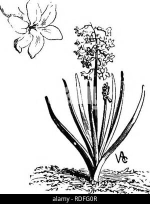 . Langstroth on the hive and honey-bee. Bees. 41 rs PASTURAGE AND OVERSTOCKING. ErivaLcac: — This family, on the Old Continent, includes the numerous varieties of Heath, ou &quot;which bees reap a large. Fig. 180. HYACINTH. (Prom Vilmorin-Andrieux.) harvest of inferior honey, so thick that it is impossible to extract it. Blueberry, Sour Wood, Laurel, Clethra alnifolia,. Please note that these images are extracted from scanned page images that may have been digitally enhanced for readability - coloration and appearance of these illustrations may not perfectly resemble the original work.. Langst Stock Photo