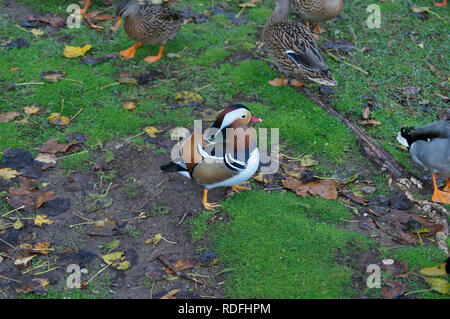 Male mandarin duck surrounded by a group of Mallard female ducks Stock Photo