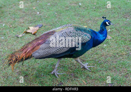 Male peafowl (peacock) walking on the grass in the southeastern of France Stock Photo