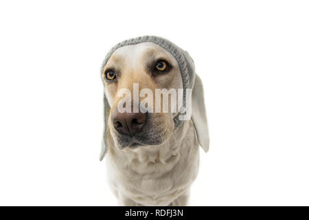 FUNNY EASTER DOG. LABRADOR PUPPY WITH RABBIT EARS. ISOLATED STUDIO SHOT AGAINST WHITE BACKGROUND. Stock Photo