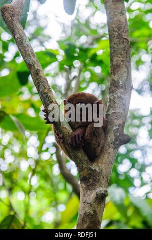 Tarsier (Tarsiidae), smallest monkey in the world, Bohol, Philippines Stock Photo