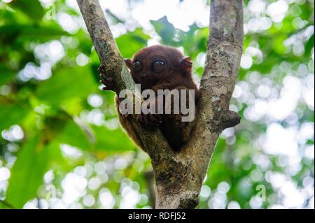 Tarsier (Tarsiidae), smallest monkey in the world, Bohol, Philippines Stock Photo