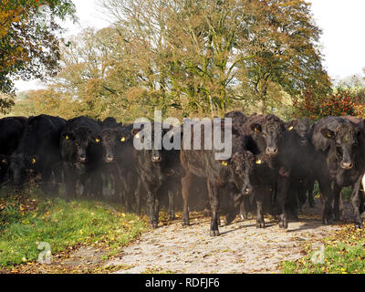 steam rises in Autumn sunshine as herd of black beef cattle block a single lane rural road in Cumbria, England, UK Stock Photo