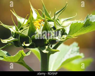 Red ladybug on sunflower at Huntington Library, CA Stock Photo