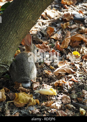 Brown bunny rabbit sitting next to a tree on a pile of autumn leaves Stock Photo