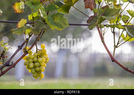 Close-up of growing young vine plants tied to metal frame with green leaves and big golden yellow ripe grape clusters on blurred sunny colorful bokeh  Stock Photo