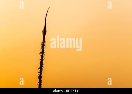Grass blade with dew drops in the back light in the early morning at sunrise, Murnauer moss, Murnau, Upper Bavaria, Germany Stock Photo