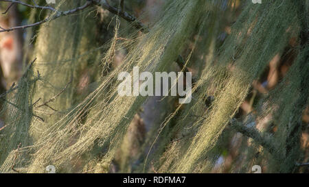 Close-up of Spanish-moss hanging from a tree and lit by side light Stock Photo
