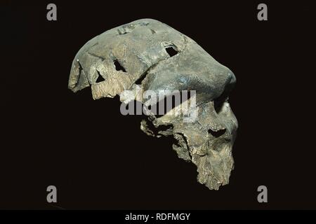 Homo rhodesiensis skull, Addis Ababa National Museum, Ethiopia, Africa Stock Photo