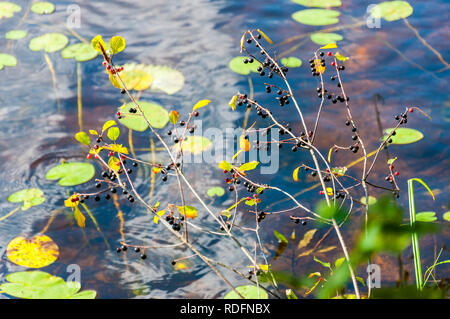 Black berries of Prunus padus plant growing above the water on forest lake coast Stock Photo
