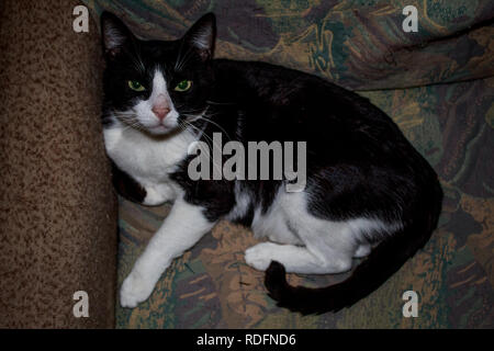 Black and white with green eyes Stock Photo