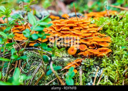Big group of small vivid orange mushrooms growing on old tree stump overgrown with moss in the forest Stock Photo