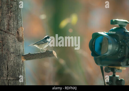 bird video camera