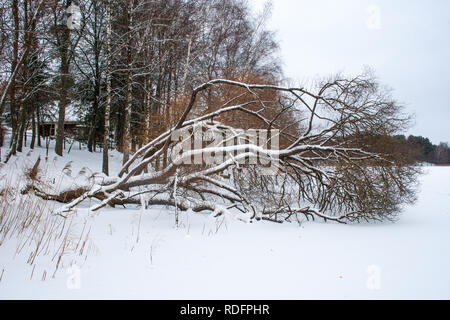 Fallen tree in a frozen lake covered with snow Stock Photo
