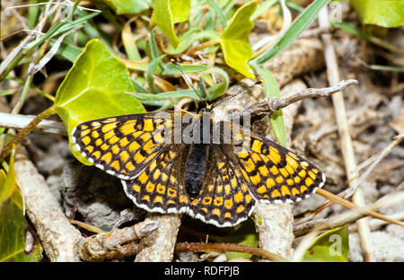 Glanville Fritillary butterfly Melitaea cinxia basking in the sunshine on the south coast of the Isle of Wight Hampshire England Stock Photo