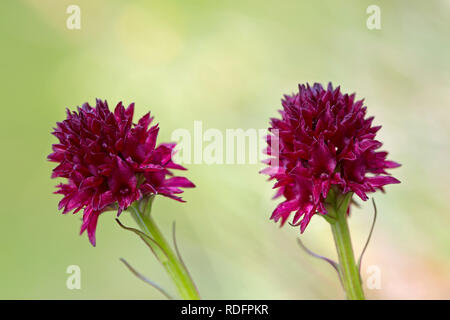 Black vanilla orchid (Gymnadenia austriaca / Nigritella nigra subsp. austriaca / Nigritella austriaca) in flower in the Alps Stock Photo