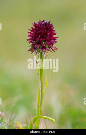 Black vanilla orchid (Gymnadenia austriaca / Nigritella nigra subsp. austriaca / Nigritella austriaca) in flower, Hohe Tauern National Park, Carinthia Stock Photo