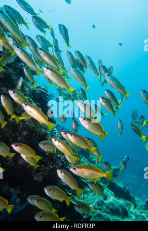 Thailand: Huge swarm of schooling bigeye snappers at the suba diving spot Richelieu Rock Stock Photo