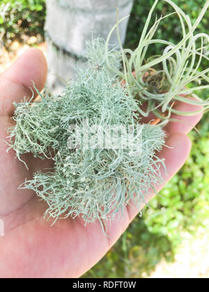 Old Man's Beard, or Beard Lichen closeup (usnea florida) - Florida, USA Stock Photo