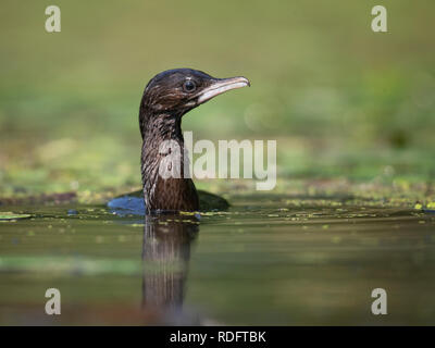 Pygmy cormorant Microcarbo pygmaeus Stock Photo