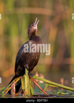 Pygmy cormorant Microcarbo pygmaeus Stock Photo