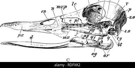 . Elements of the comparative anatomy of vertebrates. Anatomy ...