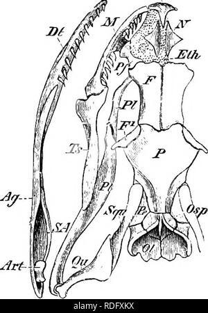 . Elements of the comparative anatomy of vertebrates. Anatomy, Comparative. Pmx â Foi/ Ol COCD (fa. ^rt^ Fig. 72.âSkull of Snake {Tropidonotus natrix), dorsal view. Tig. 73.â ,, ,, ,, ,, ventral view. Cocc, occipital condyle ; Osp, .supraoccipital; 01, exoccipital; Foe, fenestra ovalis ; Pe, periotic ; P, parietal ; F, frontal ; i''^, postfrontal; Pf, prefrontal; Mh, ethmoid ; N, nasal; Pmx, premajcilla; M, maxilla; Bp, basioccipital ; Bs, basisphenoid ; Ch, posterior nostrils; Vo, vomer ; PI, palatine ; Pt, pterygoid; Ts, transverse bone; Qii, quadrate; Squ, squamosal; Art, articular ; Ag, an Stock Photo