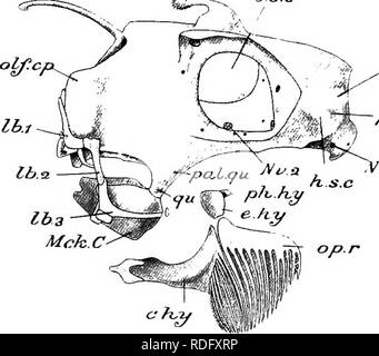 . Elements of the comparative anatomy of vertebrates. Anatomy ...