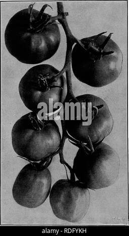 . The vegetable industry in New York state ... Vegetables; Gardening. 14:02 The Vegetable Industry in Kew York State smooth, red variety became popular. At this time there were, besides the yellow and cherry kinds, but four varieties, and only two of these were widely known.. Fig. 427.— New Stone Tomato. This is Called THE King of the Livingston Kinds, Which Ake the Best Types of Lakge, Smooth, Solid, &quot; Beefy &quot; Tomatoes VARIETIES In 1865 the tomato was a universal favorite. It had become a commercial staple and one thousand acres are said to have been devoted to its cultivation in th Stock Photo
