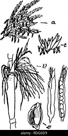 . The corn crops: a discussion of maize, kafirs, and sorghums as grown in the United States and Canada. Corn; Kafir corn; Sorghum. . Please note that these images are extracted from scanned page images that may have been digitally enhanced for readability - coloration and appearance of these illustrations may not perfectly resemble the original work.. Montgomery, Edward Gerrard, 1878-. New York, The Macmillan company Stock Photo