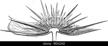 . The natural history of plants. Botany. BIPSACACEJS. 525 close to the summit of the ovarian cell, and the micropyle is directed upwards and inwards. The slender style which surmounts the ovary traverses the tube formed by the anthers and rises considerably above them; its stigmatiferous extremity is undivided and not enlarged. The fruit is an achene the pericarp of which bears as many vertical Calyeera eryngioides.. Fig, 431. Long. sect, of inflorescence (f). angles or short and obtuse wings as there are sepals, and is continuous with the latter which are persistent but not accrescent. The se Stock Photo