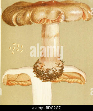 . Illustrations of British Fungi (Hymenomycetes) to serve as an atlas to the &quot;Handbook of British fungi&quot;. Fungi; Botany. 71/. Please note that these images are extracted from scanned page images that may have been digitally enhanced for readability - coloration and appearance of these illustrations may not perfectly resemble the original work.. Cooke, M. C. (Mordecai Cubitt), b. 1825; Cooke, M. C. (Mordecai Cubitt), b. 1825. Handbook of British fungi. London, Williams and Norgate Stock Photo