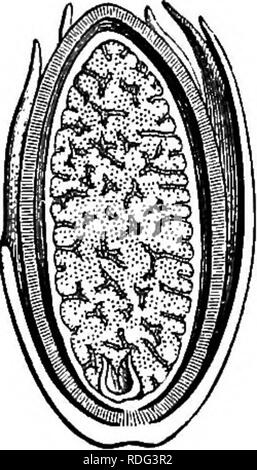 . The natural history of plants. Botany. Pia. 304. Female flower, diagram.. Fia. 306. Longitudinal section of e The other members of the section Eumyristica have all the same general organization, with from eight to thirty anthers. In Virola^ which was formerly made a distinct genus, there are usually only as many stamens as there are perianth-leaves, with which they alter- nate. This too is the case with the section Otoha f but the anthers Bot., 380), hold the -view diametrically opposed to this, saying that they &quot;have preferred to retain the name of aril for this,&quot; because, &quot;  Stock Photo