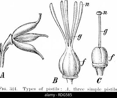 . Plant studies; an elementary botany. Botany. Fig. 323. Cros.s - section of anther of a lily {Biitonms), showing the separating walls Tlie opening of the pollen-s;ic to discharge its jiollen- grains (microspores) is called (IcJiiscenre, ^Nn&lt;il means &quot;a sjjlitting open,&quot; and the methods of dehiscence are various (l^'ig. 3,32). By far the most common method is for the wall of each sac to split lengthwise (Fig. 323), which is called longitudinal dehiscence; an- other is for each sac to ojjen by a terminal jjore (Fig. 322), in which case it may be prolonged above into a tube. 241.  Stock Photo