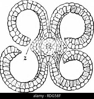 . Plant studies; an elementary botany. Botany. 303 PLANT STUDIES. Fig. 323. Cros.s - section of anther of a lily {Biitonms), showing the separating walls Tlie opening of the pollen-s;ic to discharge its jiollen- grains (microspores) is called (IcJiiscenre, ^Nn&lt;il means &quot;a sjjlitting open,&quot; and the methods of dehiscence are various (l^'ig. 3,32). By far the most common method is for the wall of each sac to split lengthwise (Fig. 323), which is called longitudinal dehiscence; an- other is for each sac to ojjen by a terminal jjore (Fig. 322), in which case it may be prolonged above Stock Photo