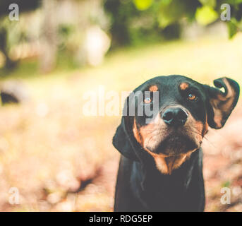 Beautiful Rottweiler mixed breed dog Stock Photo