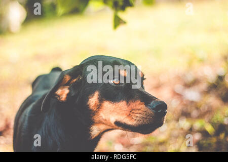 Beautiful Rottweiler mixed breed dog Stock Photo