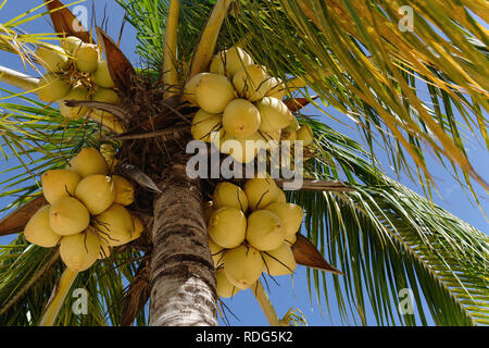 yellow coconuts on the tree with bright blue sky behind horizontal view Stock Photo