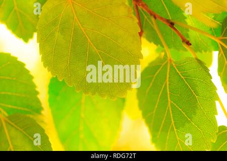 abstract multicolored autumn leaves background Stock Photo