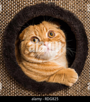 Scottish Fold red cat in cat house Stock Photo