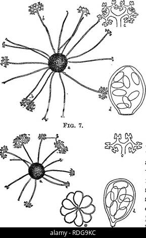 Parasitic Fungi Of Illinois By T J Burrill Fungi Parasitic Fungi Of Illinois 39 Figure 7